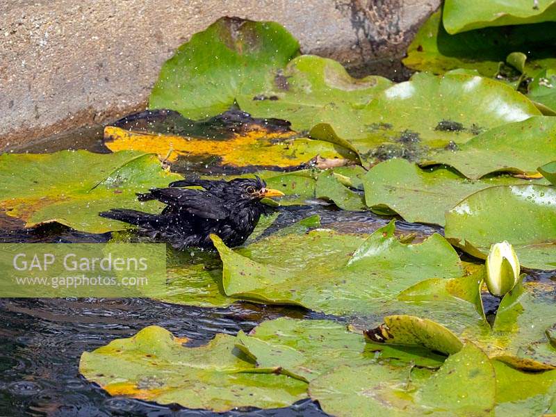 Blackbirds Turdus merula male bathing in lily pond using lily pads as support 