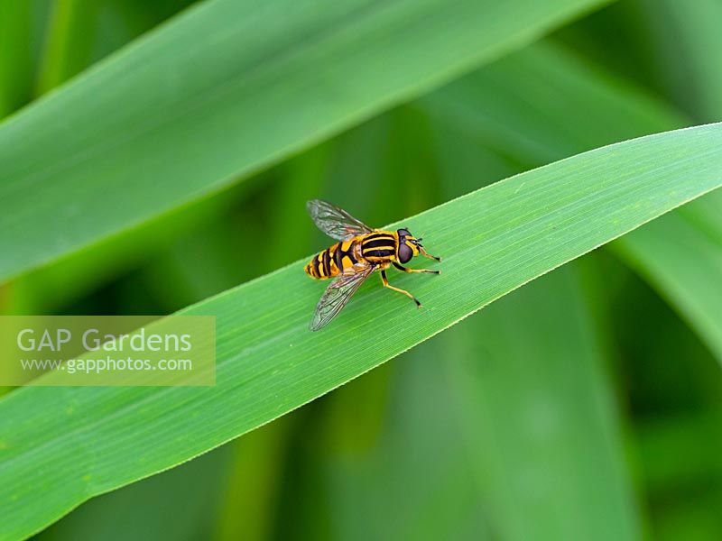 Female Helophilus pendulus hoverfly  often known as the footballer 
