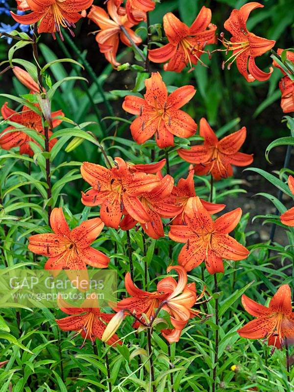 Lilium Concolor, Morning star - Lily - July