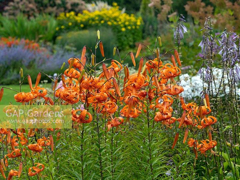 Lilium lancifolium - Tiger Lily - August 