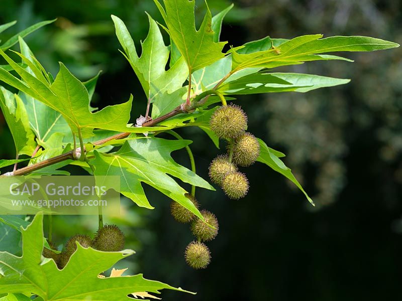 Platanus x hispanicus 'London plane' Tree fruits in Mid summer in Norfolk, UK.