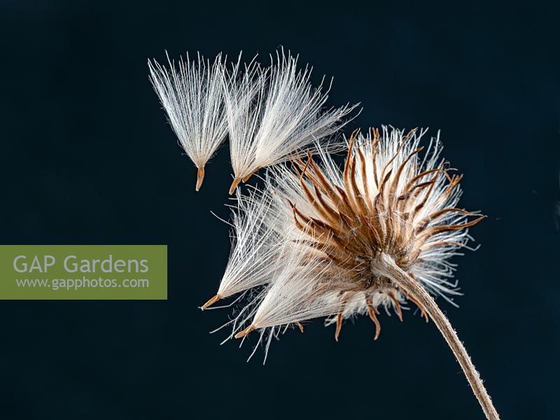 Cirsium dissectum - Meadow thistle - seed heads - July 