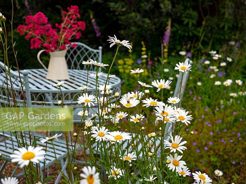 Leucanthemum vulgare - Ox-eye Daises in a garden border next to a metal table and chairs.