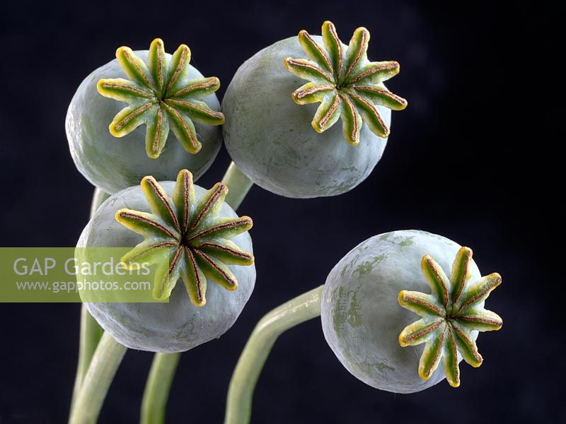 Papaver somniferum 'Opium poppy' seed pods Norfolk, UK garden in June