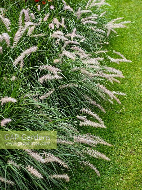 Pennisetum orientale oriental fountain grass edging a garden border early August Norfolk