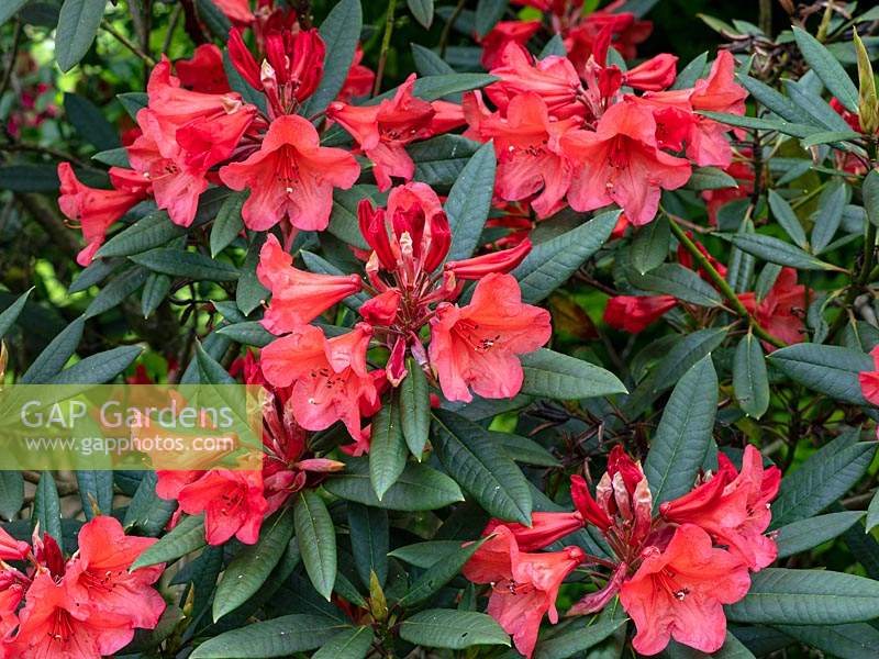 Rhododendron 'Tortoiseshell Orange' - June 
