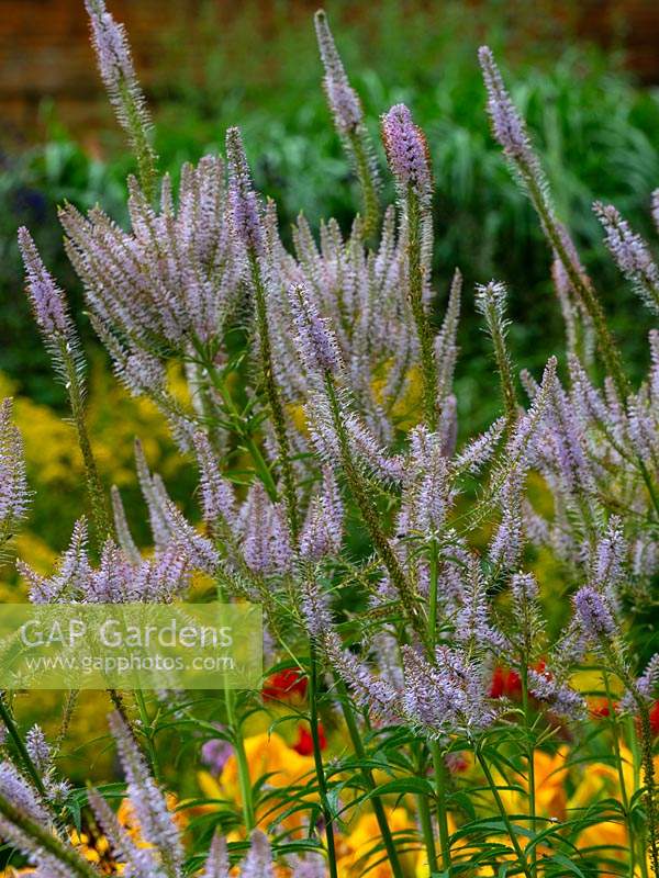 Veronicastrum virginicum 'Lavendelturm'  - Culver's root - July