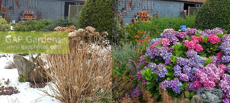 Hydrangeas in border in winter and summer in a Norfolk garden.