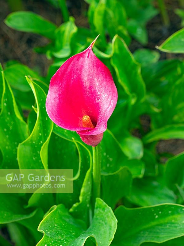 Zantedeschia 'Philomena', Calla Lily growing in a Norfolk garden.
