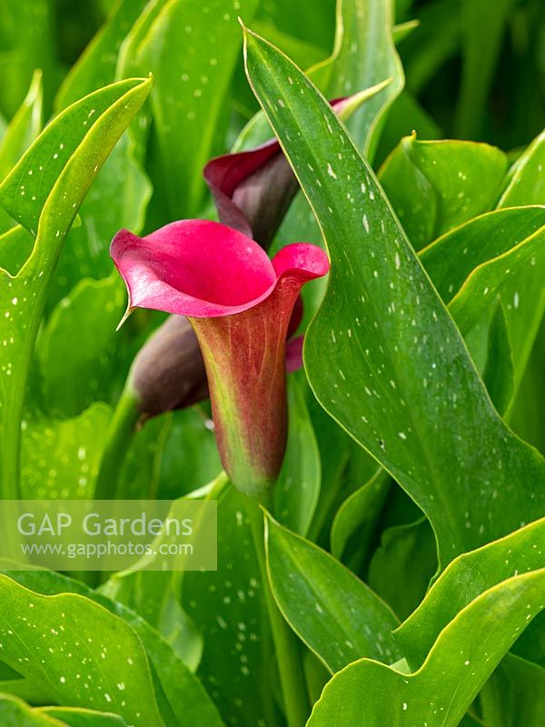 Zantedeschia 'Philomena', Calla lily growing in a Norfolk garden.