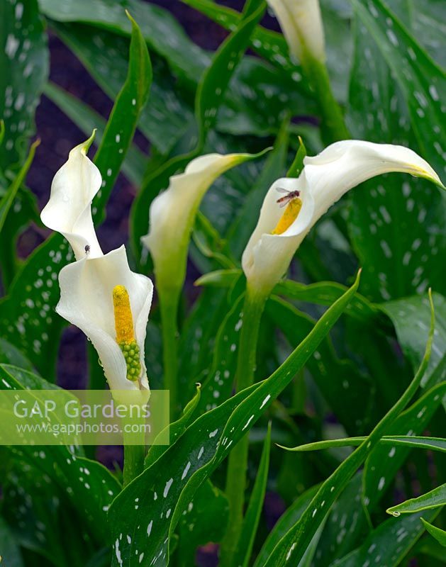 Zantedeschia 'Little Jimmy', Calla lily growing in a Norfolk garden.