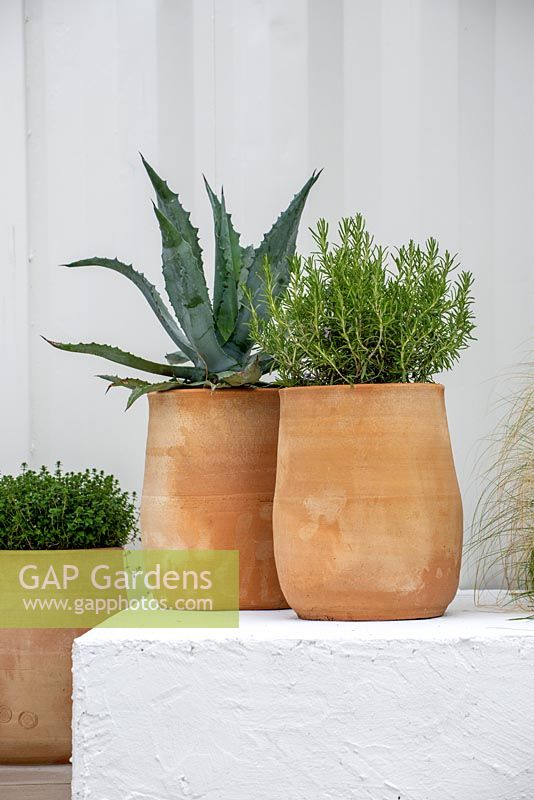 Agave americana and Rosmarinus officinalis in terracotta containers -Mediterranean Terrace - Green Living Spaces, RHS Malvern Spring Festival 2019