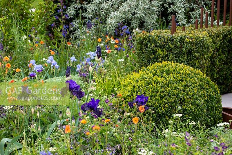 Clipped box ball and hedge surrounded by mixed planting -  The Habit of Living - A Garden in support of Diabetes UK, RHS Malvern Spring Festival 2019