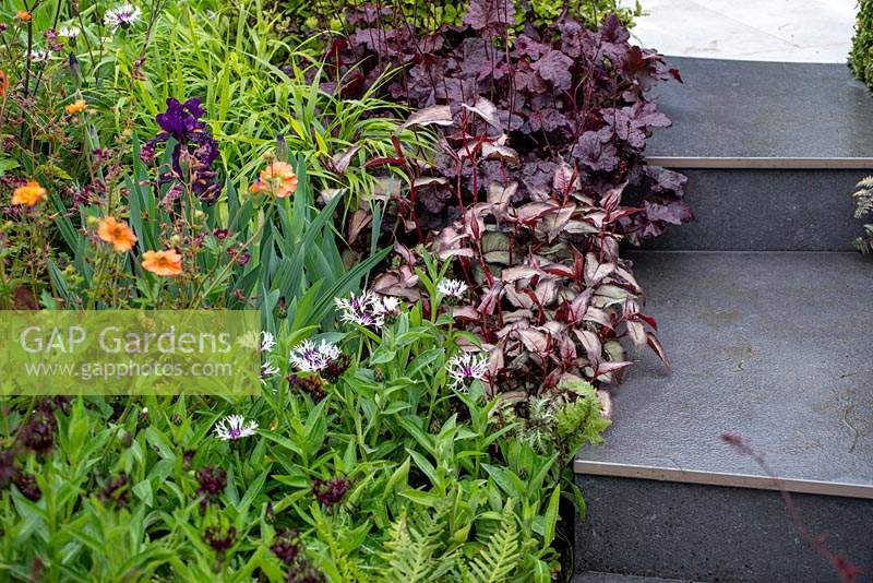 Border lining steps with mixed planting - The Habit of Living - A Garden in support of Diabetes UK, RHS Malvern Spring Festival 2019