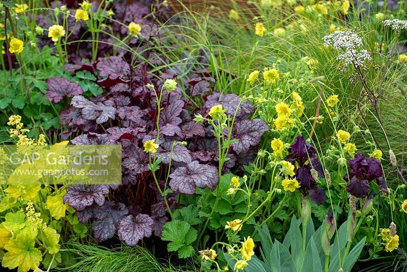 Bright planting of Geum, Heuchera, Iris  Anthriscus sylvestris -  The Redshift, RHS Malvern Spring Festival 2019