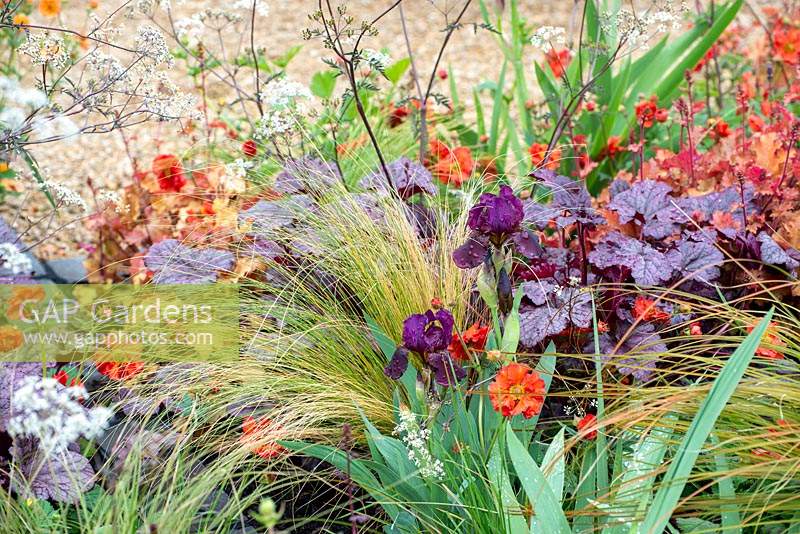 Colourful border of Iris 'Langport Wren', Stipa tenuissima, Heucera 'Plum Pudding' and Geum 'Totally Tangerine' - The Redshift, RHS Malvern Spring Festival 2019