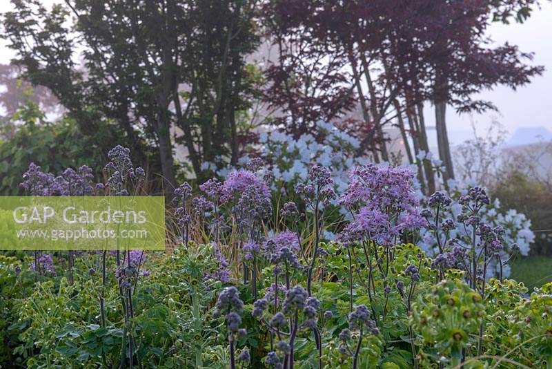 Thalictrum - The Leaf Creative Garden - A Garden of a quiet contemplation - RHS Malvern Spring Festival 2019