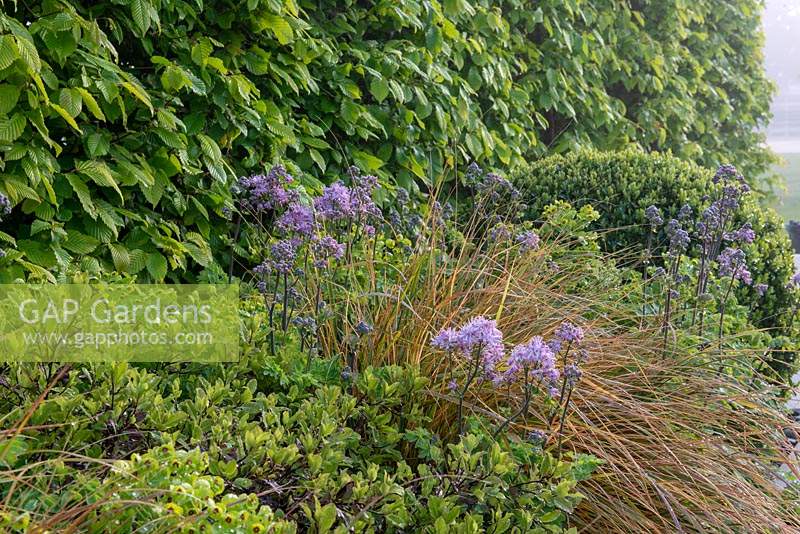 Mixed Border and hedge - The Leaf Creative Garden - A Garden of a quiet contemplation - RHS Malvern Spring Festival 2019