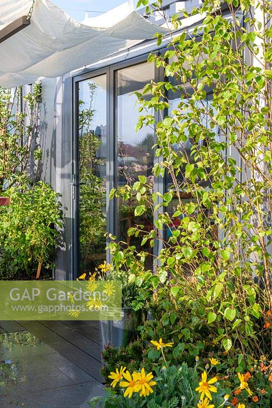 Balcony garden with Betula utilis 'Jacquemontii', Euryops pectinatus retail -  Zeta: Memories of Home - Green Living Spaces, RHS Malvern Spring Festival 2019