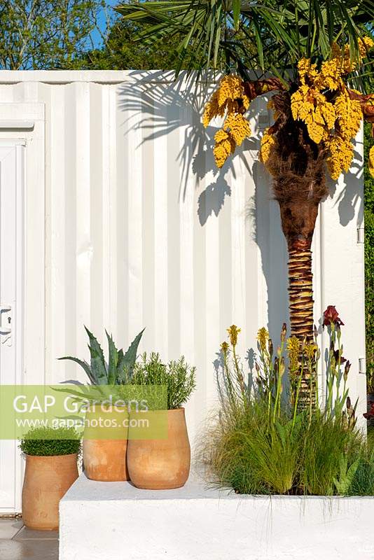 Agave americana and Rosmarinus officinalis in terracotta containers  -Mediterranean Terrace - Green Living Spaces, RHS Malvern Spring Festival 2019