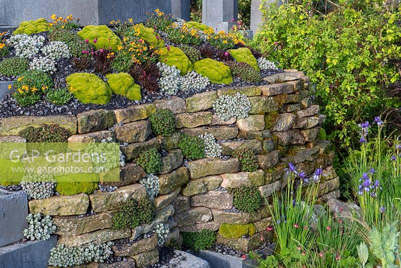 Dry stone wall with Sedums and rock plants, Iris sibirica and Geum below - The Mindset, RHS Malvern Spring Festival 2019