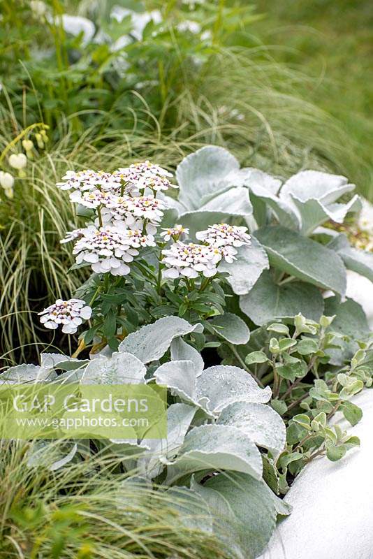 Iberis sempervirens 'Snowflake' with silver foliage of Senecio 'Angel Wings' - The MacMillan Legacy Garden, RHS Malvern Spring Festival 2019