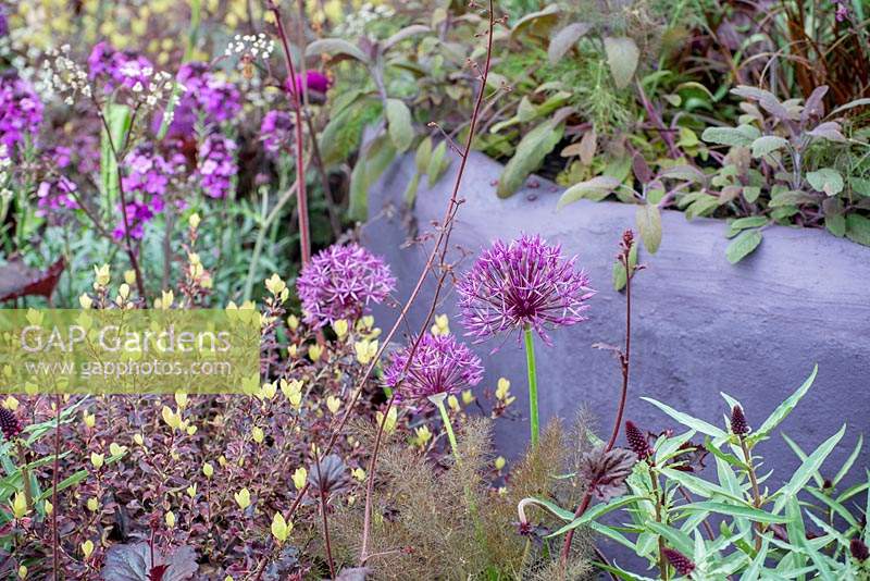 Dark planting of Allium, Lysimachia 'Beaujolais', Salvia officinalis 'Purpurascens' and Bronze Fennel - The MacMillan Legacy Garden, RHS Malvern Spring Festival 2019