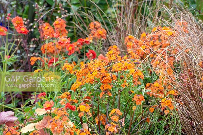 Orange border with Erysimum, Carex and Geum - The MacMillan Legacy Garden, RHS Malvern Spring Festival 2019
