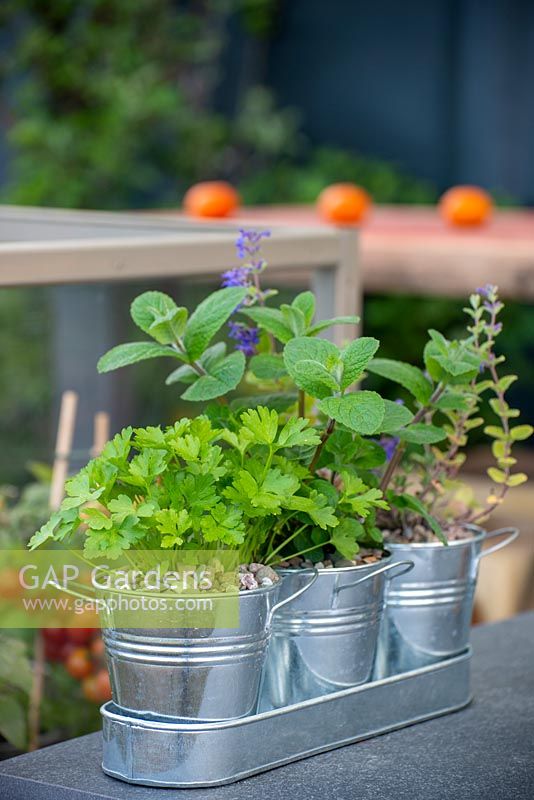 Galvanised pots with herbs including Parsley, Mint and Nepeta -  Zeta: Memories of Home - Green Living Spaces, RHS Malvern Spring Festival 2019