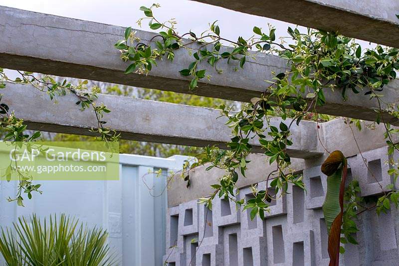 Trachelospermum jasminoides trained over a pergola - Defiance - Green Living Spaces, RHS Malvern Spring Festival 2019