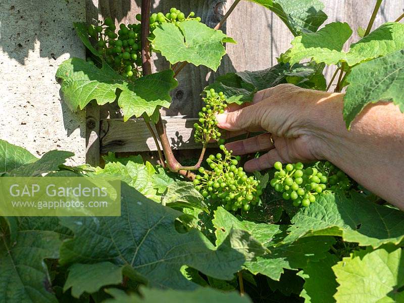 Pruning and maintenance of vines - Remove small bunches of grapes to allow others to grow larger.
