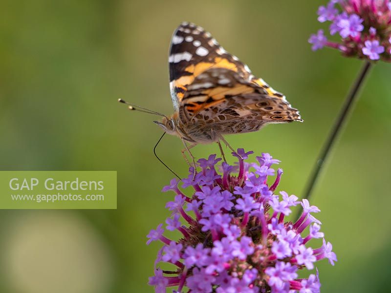 Vanessa cardui - Painted lady butterfly on Verbena bonariensis August