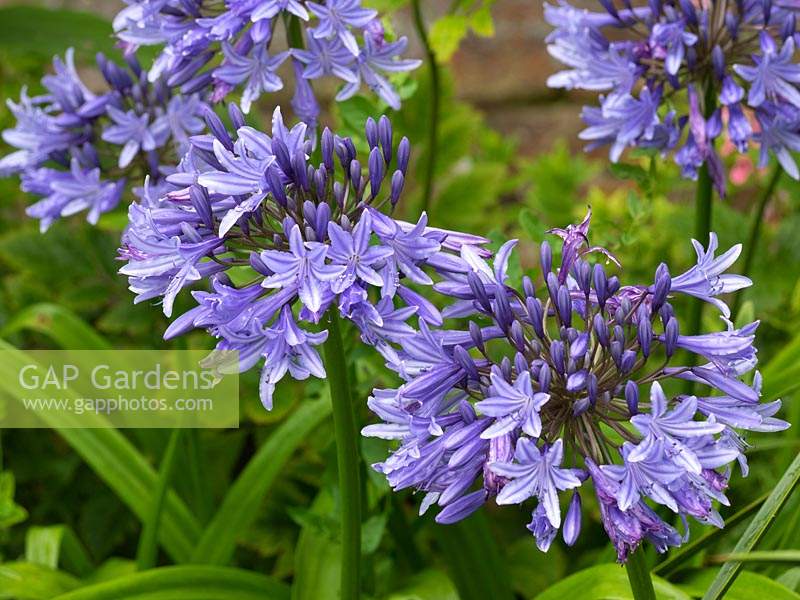 Agapanthus 'Cherry Holley'