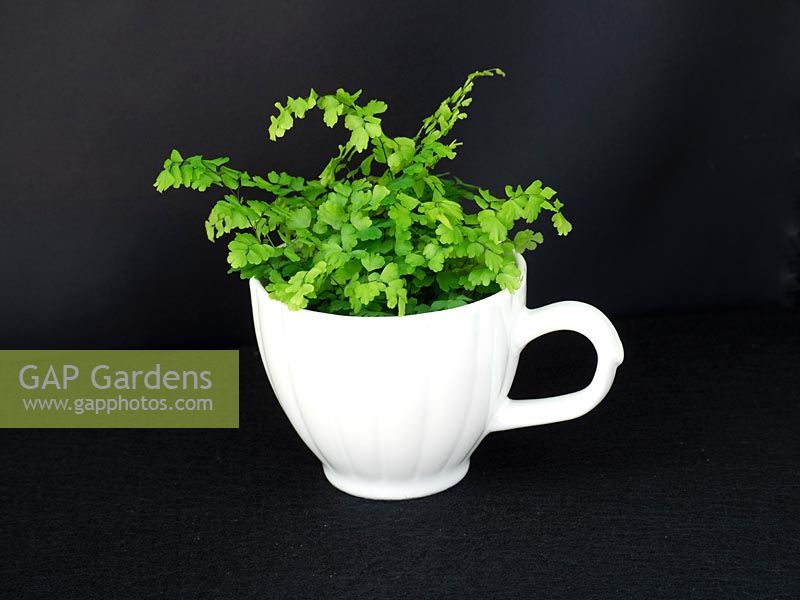 Novelty houseplant container, Maidenhair fern in large tea cup.  Adiantum capillus venris