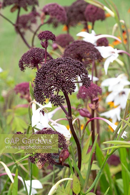 Angelica gigas - Purple angelica and Gladiolus murielae