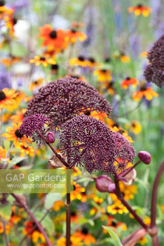 Angelica gigas - Purple angelica in front of Rudbeckia triloba