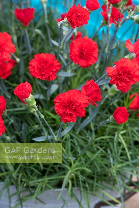 Dianthus caryophyllus 'Bright red' - Carnation 'Bright red'