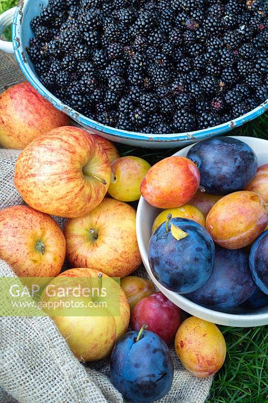 Malus domestica, prunus domestica, and Rubus fruticosus - Harvested blackberries, apples and plums