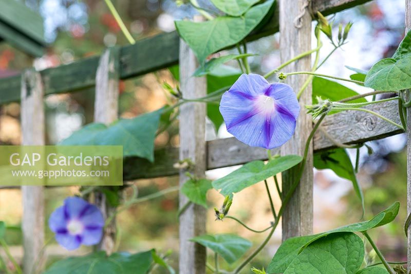 Ipomoea purpurea 'Dacapo Light Blue' - Morning Glory on a garden trellis