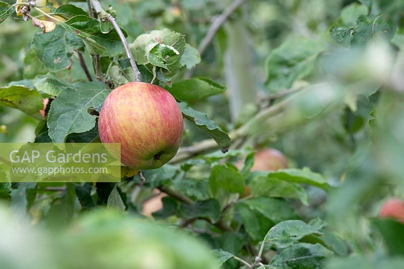 Malus domestica 'Flower of kent ' - Apple 