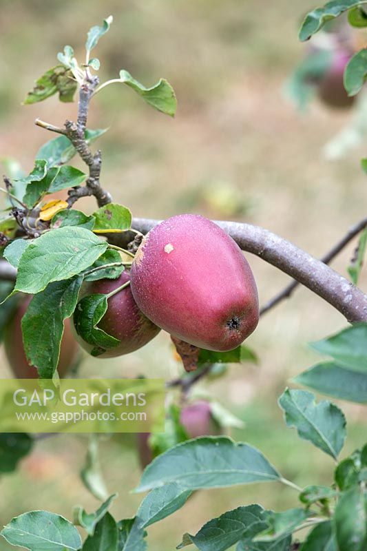 Malus Domestica 'Lady's Finger of Bledington' - Apple 