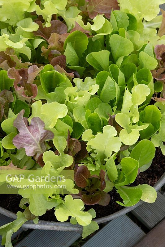 Lactuca sativa - Mixed salad leaves in a metal container