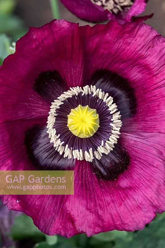 Papaver somniferum 'Dark plum' - Opium poppy 
