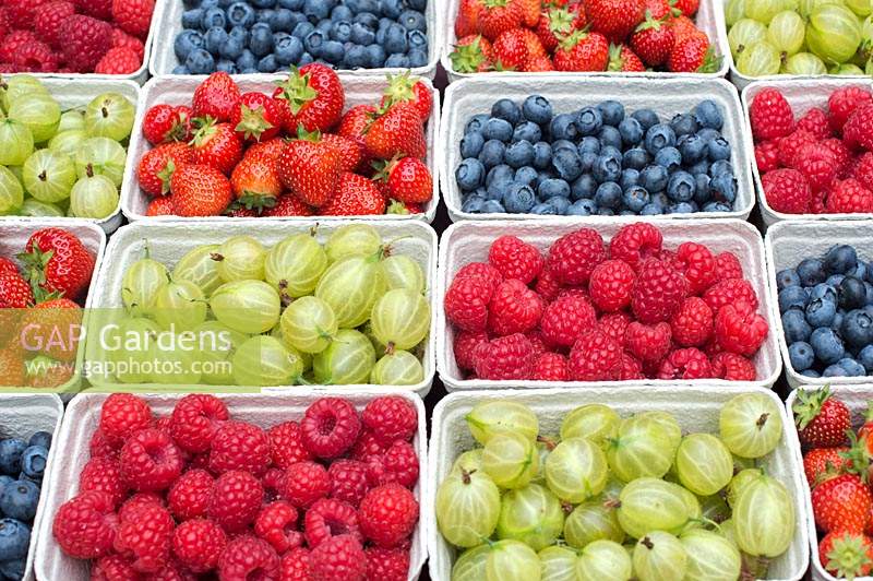 Punnets of berries - Strawberries, Gooseberries,  Blueberries, and Raspberries.