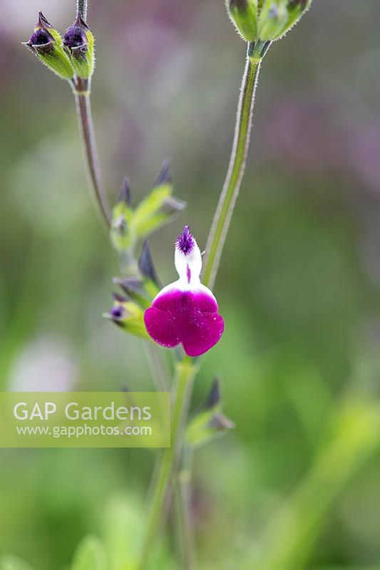 Salvia greggii amethyst lips 'Dyspurp' - Sage