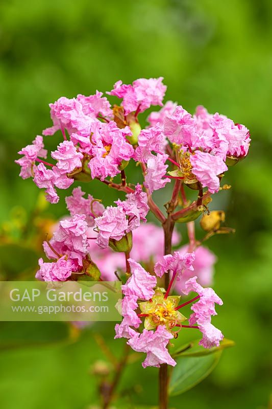 Lagerstroemia indica With Love Babe 'Milaperl' PBR - With Love Series - crape myrtle