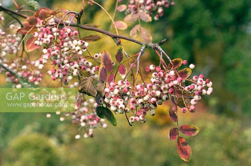 Sorbus - Rowan berries 