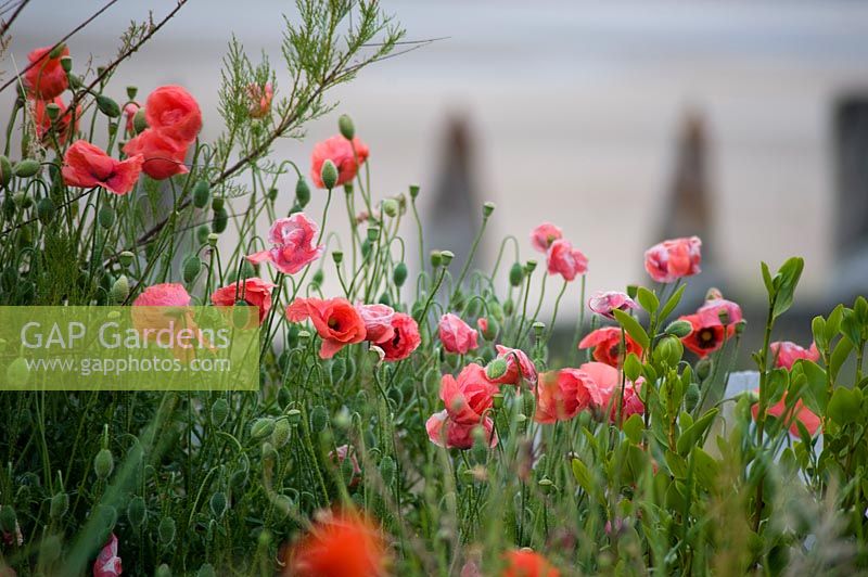 Flowering Papaver - Poppy - in coastal garden, with view to beach beyond. 