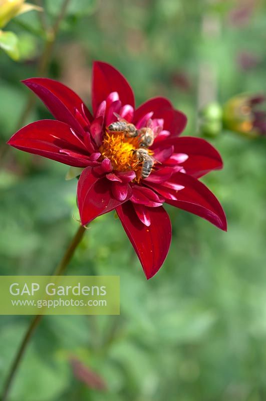 Collarette  Dahlia 'Don Hill' with bees