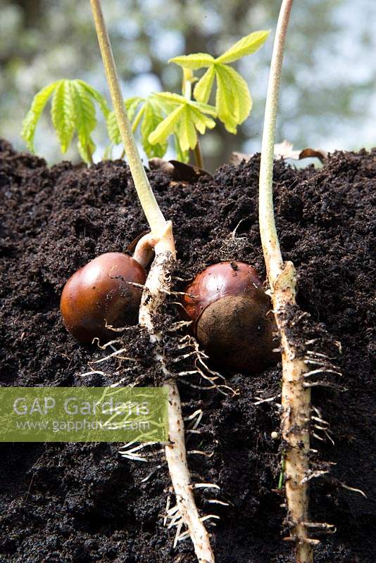 Aesculus hippocastanum - Horse chestnut seedling showing shoots and roots